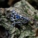 Exclusive Wedding Ring with Tree Leaf, Non Traditional Forest Nature Ring