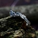 Celestial Harmony: Gothic Ring with Blue Radiance