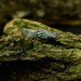Textured Gothic Ring with Nature-Inspired Details