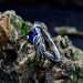 Delicate Silver Band Featuring a Blue Sapphire Gemstone
