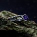 Gothic Silver Ring with Enchanting Amethyst