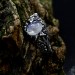 Gothic Moonstone Ring with Intricate Forest Design
