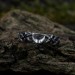 Gothic Silver Ring Featuring Black Onyx and Moon Motif