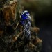 Blue Sapphire Vine Ring - Enchanting Silver Jewelry