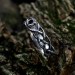 Gothic Silver Ring Embellished with Blood Red Garne