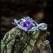 Gothic Amethyst Ring with Enchanted Leaf Motif