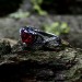 Bold Gothic Ring with Fiery Garnet Gemstone