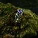 Gothic Amethyst Ring with Lunar Crescent Motif