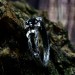 Enigmatic Silver Ring with Crescent Moons and Black Onyx