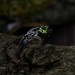 Nature-Inspired Peridot Silver Ring for Elegant Souls