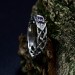 Delicate Gothic Ring with Amethyst Gemstone|Celtic Braided Weave Wedding Band with Amethyst Vine Twig Branch Design
