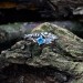 Gothic Silver Ring with a Radiant Blue Topaz