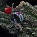 Gothic Ruby Ring with Enchanted Twisting Motif