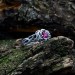 Thorned Bloom: Gothic Sterling Silver Ring with Enchanted Ruby