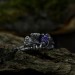 Gothic Silver Ring with Amethyst and Leaf Motif