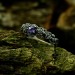 Wisteria Crown: Gothic Sterling Silver Ring with a Radiant Amethyst