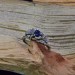 Floral Gothic Ring with Enchanting Sapphire Gemstoneg