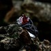 Dark Crimson Garnet Ring – Gothic Elegance in Silver