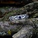 Celtic-Inspired Gothic Ring with Sapphire