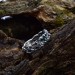 Elegant Gothic Celtic Knot Ring with Emerald