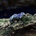 Delicate Silver Ring with Sapphire Petal Design