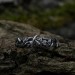 Gothic Silver Ring with Intricate Thorn Motif