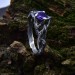 Enchanting Silver Ring Featuring a Purple Amethyst