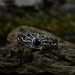 Gothic Silver Ring Featuring Black Onyx and Moon Motif