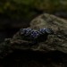 Gothic Amethyst Ring with Enchanted Mushroom Motif