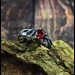 Elegant Gothic Ring with Garnet Gemstone