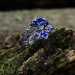 Starlight Cascade: Gothic Sterling Silver Ring with Sapphire Gemstones