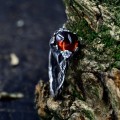 Gothic Garnet Ring with Bold Claw Design