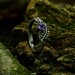 Gothic Amethyst Ring with Lunar Crescent Motif