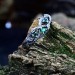 Gothic Emerald Ring with Enchanted Ivy Motif