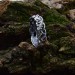 Labyrinth of Eternity: Gothic Sterling Silver Ring with Braided Motif