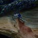 Silver Ring with Sapphire and Intricate Floral Design