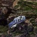 Skull-Inspired Gothic Ring in Silver – Embrace the Shadows