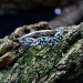 Forest Whisper: Gothic Sterling Silver Ring with Emerald Accents