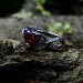 Heart of Shadows: Gothic Sterling Silver Ring with Garnet Gemstone