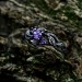 Amethyst Silver Ring with Intricate Fantasy Design