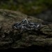 Gothic Silver Ring with Intricate Thorn Motif