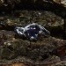 Gothic Nature-Inspired Ring with Mystic Topaz|Unique Gothic Dark Engagement Ring 