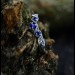 Gothic Silver Ring with Sapphire and Vine Motif
