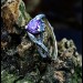 Gothic Amethyst Ring with Enchanted Leaf Motif
