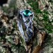 Gothic Emerald Ring with Intricate Nature Motif