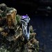 Throne of Twilight: Gothic Sterling Silver Ring with Amethyst Gemstone