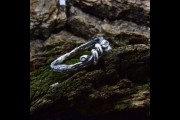 Small Fairy Promise Ring for Women with Nature Themed, Simple Witch Knot Ring with Leaf Branch, Unique Forest Jewelry