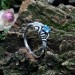 Gothic Silver Ring with a Radiant Blue Topaz