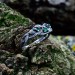 Gothic Emerald Ring with Enchanted Ivy Motif