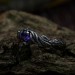 Gothic Amethyst Ring with Intricate Twisting Design